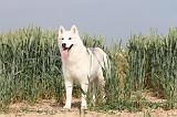 SIBERIAN HUSKY 126